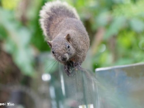 野生動物其實就在你身邊！臺北動物園邀您一起守護城市生物多樣性